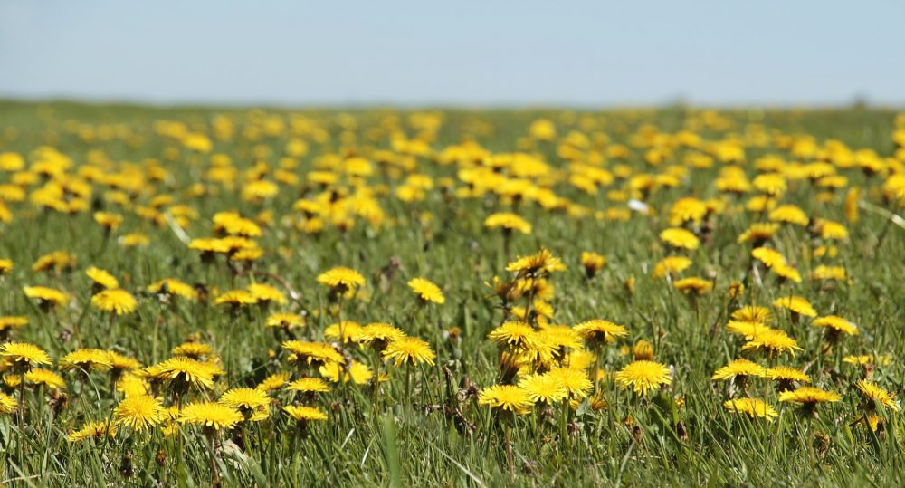 Ballade surréaliste sur une plante sauvage bien réaliste