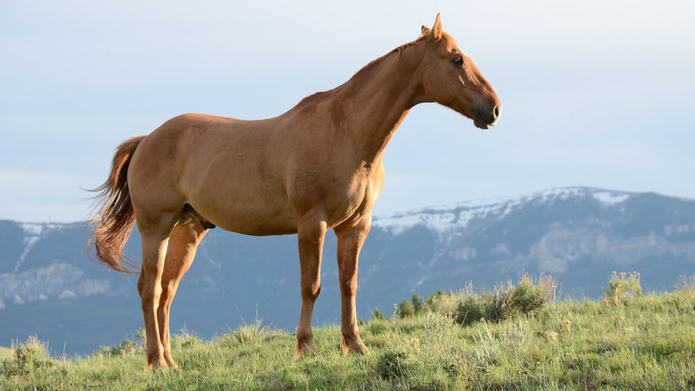 STAGE - Avec notre ami Pégase, envole-toi dans le monde enchanteur des chevaux…