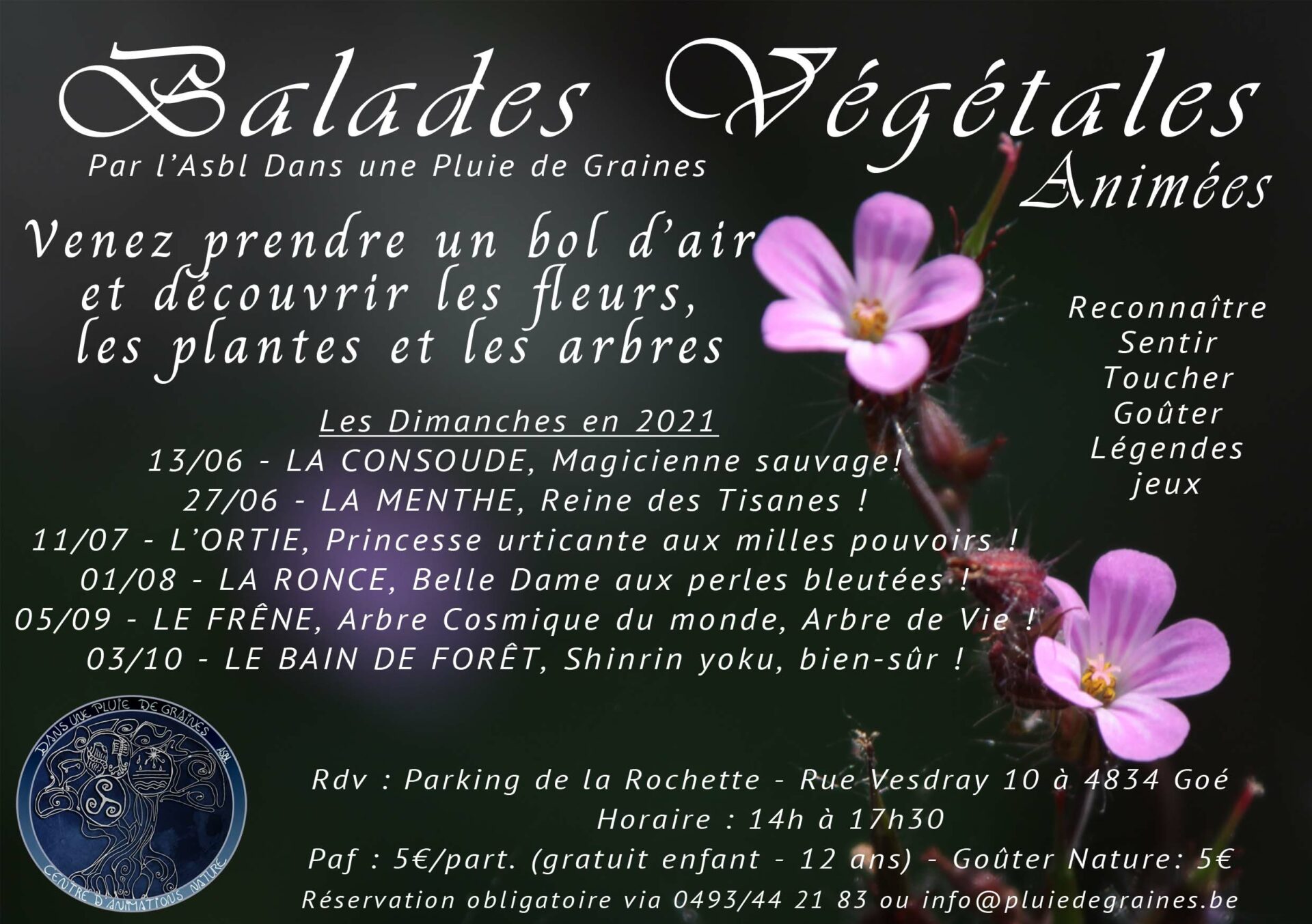 Balades Végétales "La Ronce - Belle Dame aux perles bleutées !"